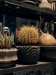 仙人球｜狂刺金琥｜冠幅13cm|多肉植物｜塊根