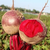 Benih Ubi Bit Merah / Beet Root Seeds / 红甜菜根籽”30pcs