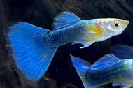 【冠昱水族】🐟白金藍鑽孔雀魚1.5cm-1.8cm🐟 觀賞魚 高級餌料 造景水草