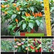 Pokok Bolivian Rainbow Chili Peppers  Edible Herb Live Plant