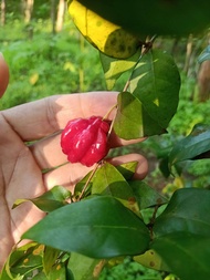 bibit pohon dewandaru besar 80 cm