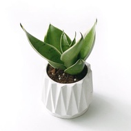 淨化空氣好幫手 銀葉短葉虎尾蘭 幾何折扇圓形純灰水泥盆栽
