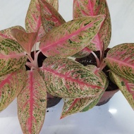 ♞aglaonema / aglaonema in different varieties