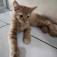 Lepas Adopsi Kucing Persia Kitten Orange super murah