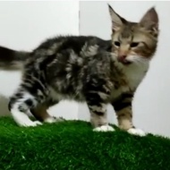 Kucing Mainecoon Pedigree (Sertifikat CFA)