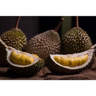 4 Pack - Top Grade AAA Pahang Raub Old Tree MSW Durian - 400g x 4