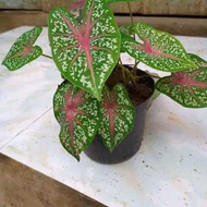 Keladi Merah Langka Keladi Merah Cantik Keladi Merah Asli Keladi Merah Darah