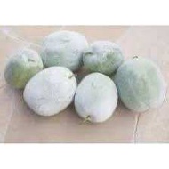 1biji buah kundur segar dari ladang sesap masak rebus sup sayur atau jus kundur