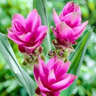Pokok Bunga Tulip Thailand / Siam Tulip / Curcuma Alismatifolia🌷