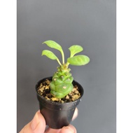 (PSM)Euphorbia Caudex