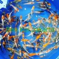 ikan koi anakan import size 5 7 8 cm