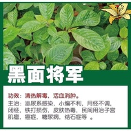 Herbal Daun Pecah Beling / 黑面将军