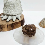 滿礦銅鈦晶龍龜/高度聚財、避邪擋煞之水晶