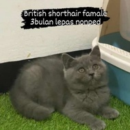 kucing british shorthair betina 3 bulan line import