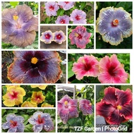 Part 3/6 : Pokok Bunga Raya Hibrid Hybrid / Hibiscus Early Morning Merville superstar polar glow