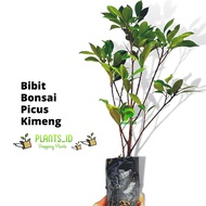 Bibit Beringin Kimeng