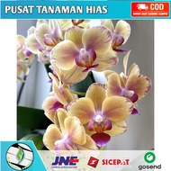 Seedling anggrek dendrobium orange intrik / Bunga Anggrek hidup/ Tanaman Hias Hidup /Bunga Hias Asli/ Bunga gantung hidup/Tanaman gantung hidup/anggrek dendrobium