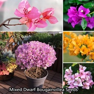 Mixed Dwarf Bougainvillea Seeds 100 seed/bag Live Plants for Sale Halaman Seeds Flowers Seeds