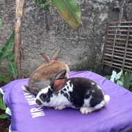 Bunny 🐰 Kelinci Rex bulu karpet anakan sepasang (5).