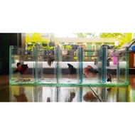 Soliter sekat 5 // aquarium 5 kamar ikan cupang/gepy 40x10x12