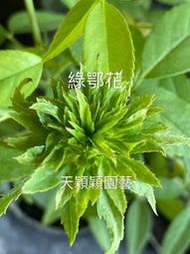 天穎穎園藝～綠鄂啊玫瑰花苗～稀少～111/3/7更新～四季開花～無刺～