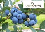 GHZ - Tropical Blueberry Live Plant Anak Pokok Beri Biru 蓝莓树