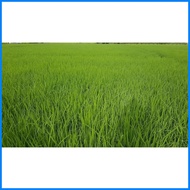 ❏ ●  ⏡ Palay/Binhi/Rice Seeds IRRI David DINORADO (20 kg)