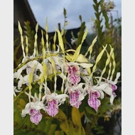 Anggrek Dendrobium Stratiotes