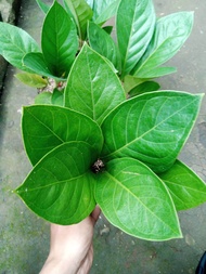tanaman anthurium jemani kol remaja sesuai gambar / mangkok / tornado / cobra