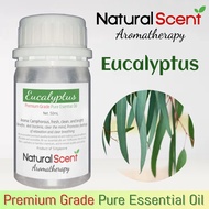 Eucalyptus Scent of Natural Scent Aromatherapy Premium Quality 100% Pure Essential Oil (50ml) Therapeutic Grade