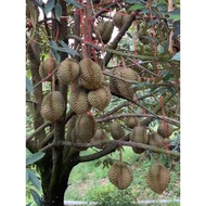 BENIH ANAK POKOK DURIAN CHENEE (D123)