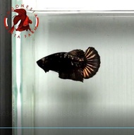 Ikan Hias Cupang Avatar Black Gold Top Grade. Betina. Female - 01