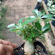 restock BONSAI ADENIUM ARABICUM-bibit tanaman bonsai adenium arabicum