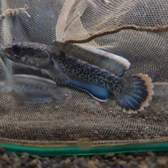 Hiasan aquarium channa stewarti 8-10 cm GREAD  A+ BONUS PATUNG CHANNA
