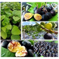 Anak Pokok Buah Tin Iraqi Fig Plant