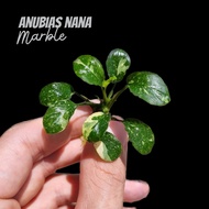 อนูเบียสใบด่าง "มาร์เบิ้ล" เลือกขนาดได้ - ANUBIAS NANA VARIEGATED ‘MARBLE’ ต้นไม้น้ำ หายาก