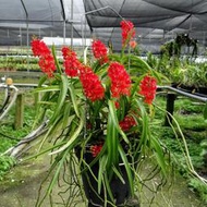 原生蘭花Asco. miniatum  " red" 紅 百代蘭(罕見~花團成球)極會開花)