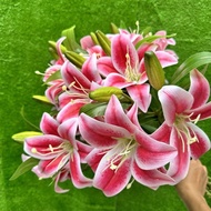 Fake Lily (stem length 54cm) 3 flowers 2 buds used in vase, home decoration