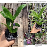 Remaja Anggrek Dendrobium Keriting
