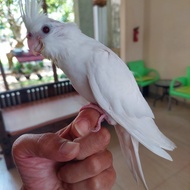 Falk Australia White Albino Jinak Total Aman Buat Anak