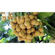 Combo of 3 longan trees (seed trees)