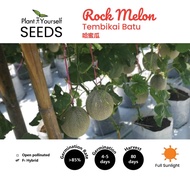 BENIH Tembikai Batu / SEEDS Rock Melon / 种子 - 哈密瓜 (7 seeds | 22 seeds)