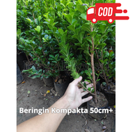 Bahan bonsai beringin kompakta / Bibit beringin compacta