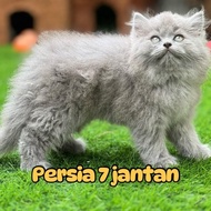 Best Seller Anak Kucing Kucing Persia Jantan Super Longhair