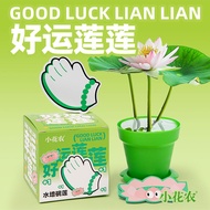 Little Flower Farmer Good Luck Lotus Newbie Hydroponic Water Lily Good Luck Lotus Desktop Plant Soil