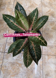 aglonema red sumatra daun rimbun + pot 25cm (10-daun).