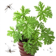 100PCS Citronella Mosquito Repelling Plant Seeds Multi Petals Mixed Variety Flower Seed for Planting