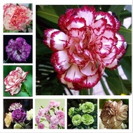 Malaysia Ready Stock 16 Colors 200Pcs Available Perennial Flowers Potted Garden Plants Multi Color Bonsai Carnation Seeds Benih Pokok Bunga Air Plants Live Hidup Murah Flower Decoration Climbing Plant Pokok Bunga Hiasan Hidup Outdoor