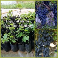 ANAK POKOK ANGGUR TERBAIK - AKADEMIK, DIXON, ROMBIK, RUBEZZA, TRANSFIGURATION, JUBILEE &amp; DOBOVSKY PINK GRAPES