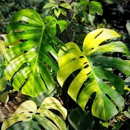Indoor Ornamental Plant Monstera Variety (Monstera Mix)